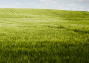 Revoche e smaltimenti