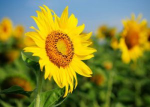 Proroga dell'autorizzazione di prodotti fitosanitari